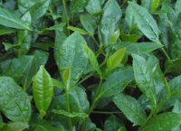 番茄潛葉蛾最佳防治方法？