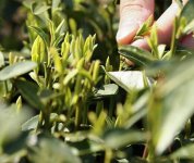 茶的原產(chǎn)地是哪個(gè)國(guó)家？