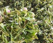 臨沂特產(chǎn)送人必買(mǎi)清單？