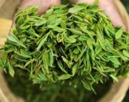 茶樹產(chǎn)量高嗎？一畝產(chǎn)多少斤？