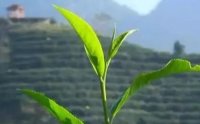 客田鎮(zhèn)：茶樹(shù)吐新芽，茶農(nóng)喜增收