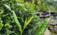 4月19日最新咨詢：“七安紅”春茶開始采收，新